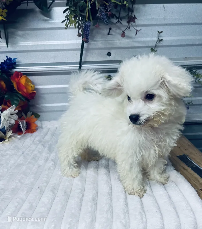 Frankie – Poodle - Miniature  puppy for sale in Elgin, SC