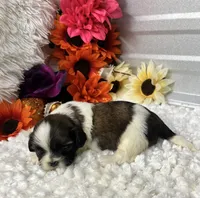 Taffy, a female Shih Tzu for sale in Elgin, SC – 5 of 5