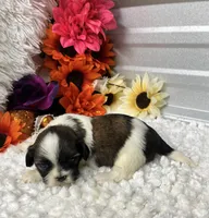 Taffy, a female Shih Tzu for sale in Elgin, SC – 3 of 5
