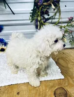 Frankie, a male Poodle - Miniature  for sale in Elgin, SC – 3 of 7