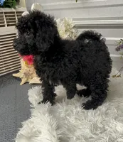 Maci Lynn, a female Poodle - Miniature  for sale in Elgin, SC – 1 of 7