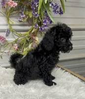 Maci Lynn, a female Poodle - Miniature  for sale in Elgin, SC – 5 of 7