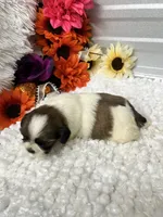 Coffee, a female Shih Tzu for sale in Elgin, SC – 3 of 5