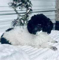 AKC Loretta, a female Poodle - Miniature  for sale in Elgin, SC – Photo 2 of 2