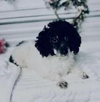 AKC Loretta, a female Poodle - Miniature  for sale in Elgin, SC – Photo 1 of 2