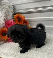Princess, a female Shih Tzu for sale in Elgin, SC – 2 of 4