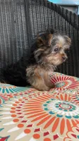 Minnie, a female Yorkshire Terrier for sale in Elgin, SC – Photo 1 of 3