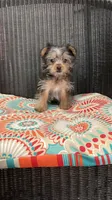 Minnie, a female Yorkshire Terrier for sale in Elgin, SC – Photo 3 of 3