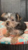 Minnie, a female Yorkshire Terrier for sale in Elgin, SC – Photo 2 of 3