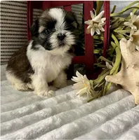 AKX Lucy, a female Shih Tzu for sale in Elgin, SC – Photo 3 of 3