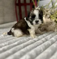 AKX Lucy, a female Shih Tzu for sale in Elgin, SC – Photo 2 of 3