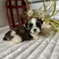 AKX Lucy, a female Shih Tzu for sale in Elgin, SC – Photo 1 of 3