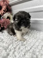 Louie , a male Shih Tzu for sale in Elgin, SC – 2 of 7