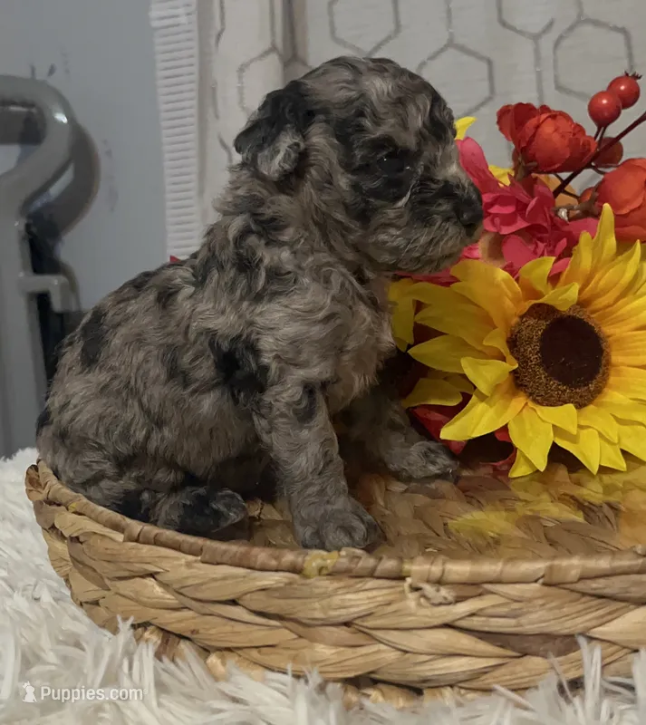 Molly – Poodle - Miniature  puppy for sale in Elgin, SC