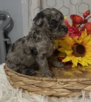 Molly, a female Poodle - Miniature  for sale in Elgin, SC – 1 of 9