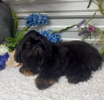 Bentley, a male Shih Tzu for sale in Elgin, SC – 7 of 7