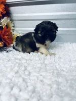 Louie , a male Shih Tzu for sale in Elgin, SC – 4 of 7
