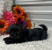 Princess, a female Shih Tzu for sale in Elgin, SC – 4 of 4