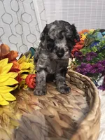 Molly, a female Poodle - Miniature  for sale in Elgin, SC – 7 of 9
