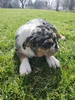 Glitter, a female English Bulldog for sale in Chicago, IL – Photo 2 of 5