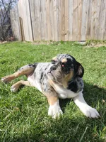Glitter, a female English Bulldog for sale in Chicago, IL – Photo 3 of 5