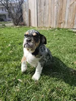 Glitter, a female English Bulldog for sale in Chicago, IL – Photo 5 of 5