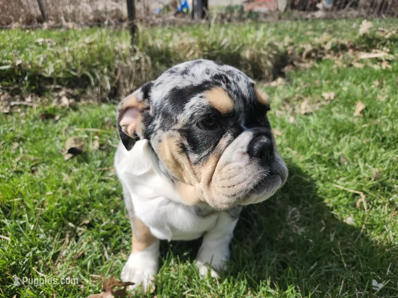 Glitter – English Bulldog puppy for sale in Chicago, IL