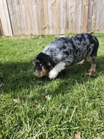 Glitter, a female English Bulldog for sale in Chicago, IL – Photo 4 of 5