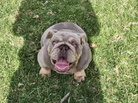 Dozer, a male English Bulldog for sale in Chicago, IL – Photo 2 of 3