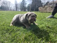 Dozer, a male English Bulldog for sale in Chicago, IL – Photo 3 of 3