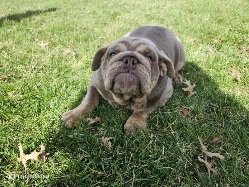 Dozer – English Bulldog puppy for sale in Chicago, IL