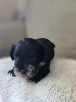 Albus (black Parti/Tri colored Male), a male Miniature Schnauzer for sale in Redlands, CA – 4 of 5
