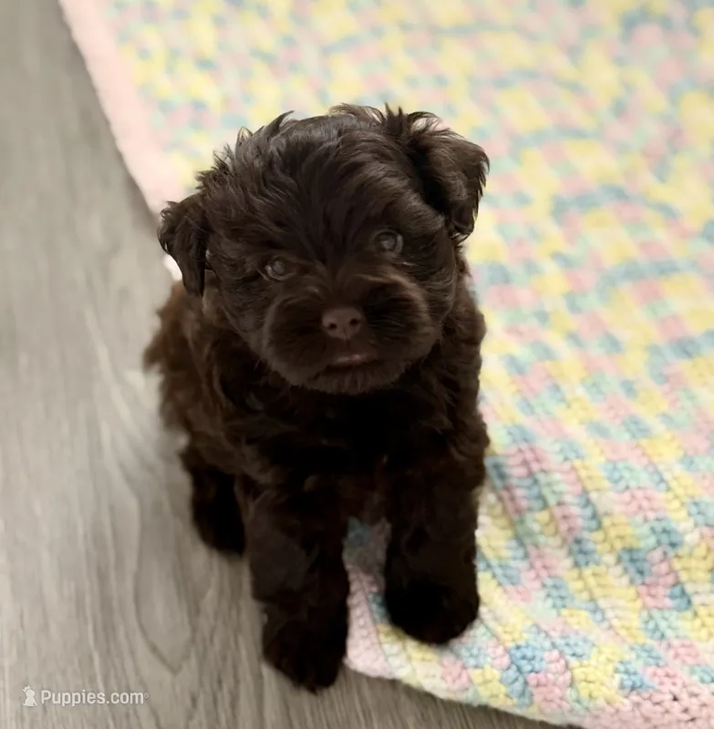 Willow (Liver Female) – Miniature Schnauzer puppy for sale in Redlands, CA