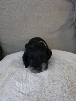 Albus (black Parti/Tri colored Male), a male Miniature Schnauzer for sale in Redlands, CA – 2 of 5