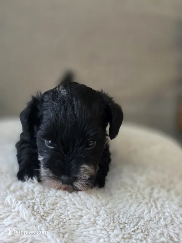 Albus (black Parti/Tri colored Male) – Miniature Schnauzer puppy for sale in Redlands, CA