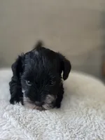 Albus (black Parti/Tri colored Male), a male Miniature Schnauzer for sale in Redlands, CA – 1 of 5