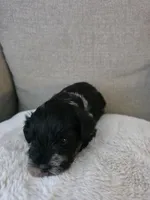 Albus (black Parti/Tri colored Male), a male Miniature Schnauzer for sale in Redlands, CA – 3 of 5