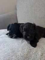 Willow (Liver Female), a female Miniature Schnauzer for sale in Redlands, CA – 4 of 4