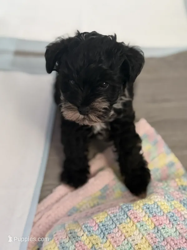 Albus (black Parti/Tri colored Male) – Miniature Schnauzer puppy for sale in Redlands, CA