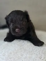 Willow (Liver Female), a female Miniature Schnauzer for sale in Redlands, CA – 3 of 4