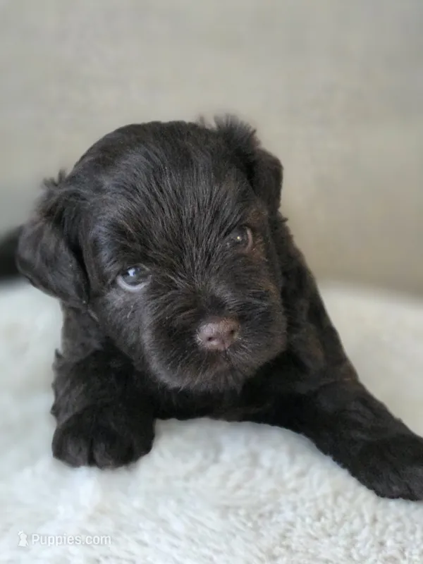 Willow (Liver Female) – Miniature Schnauzer puppy for sale in Redlands, CA