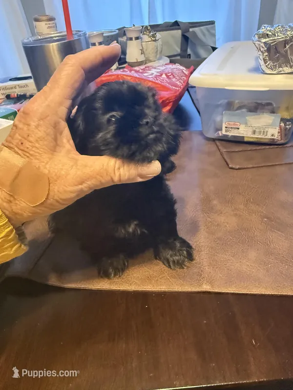 Blackie 2 – Shih Tzu puppy for sale in Thornton, CO