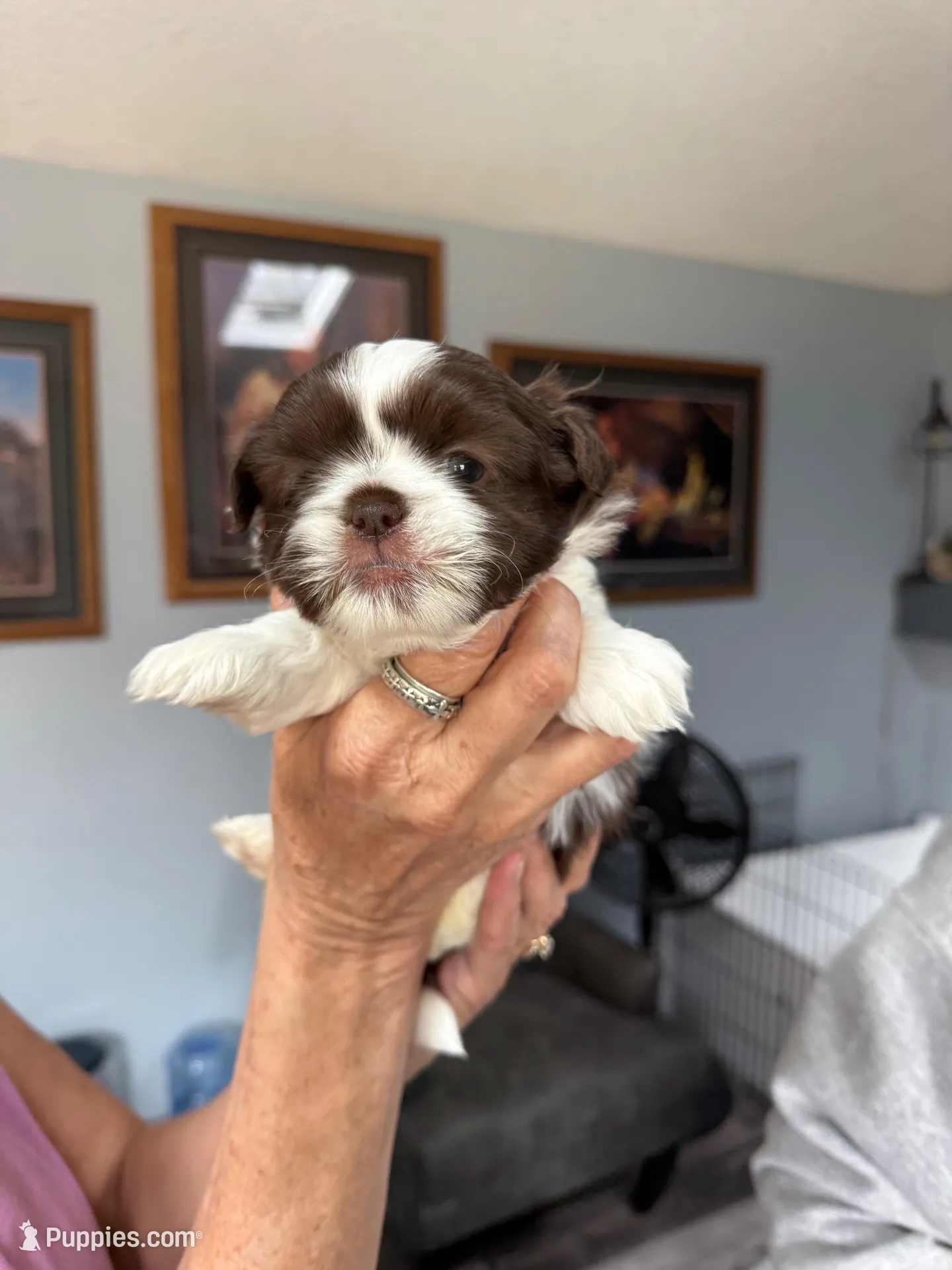 Rocky, a male Shih Tzu for sale in Thornton, CO – Photo 1 of 2