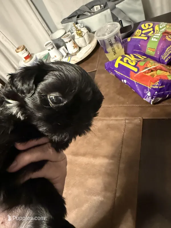 Blackie – Shih Tzu puppy for sale in Thornton, CO