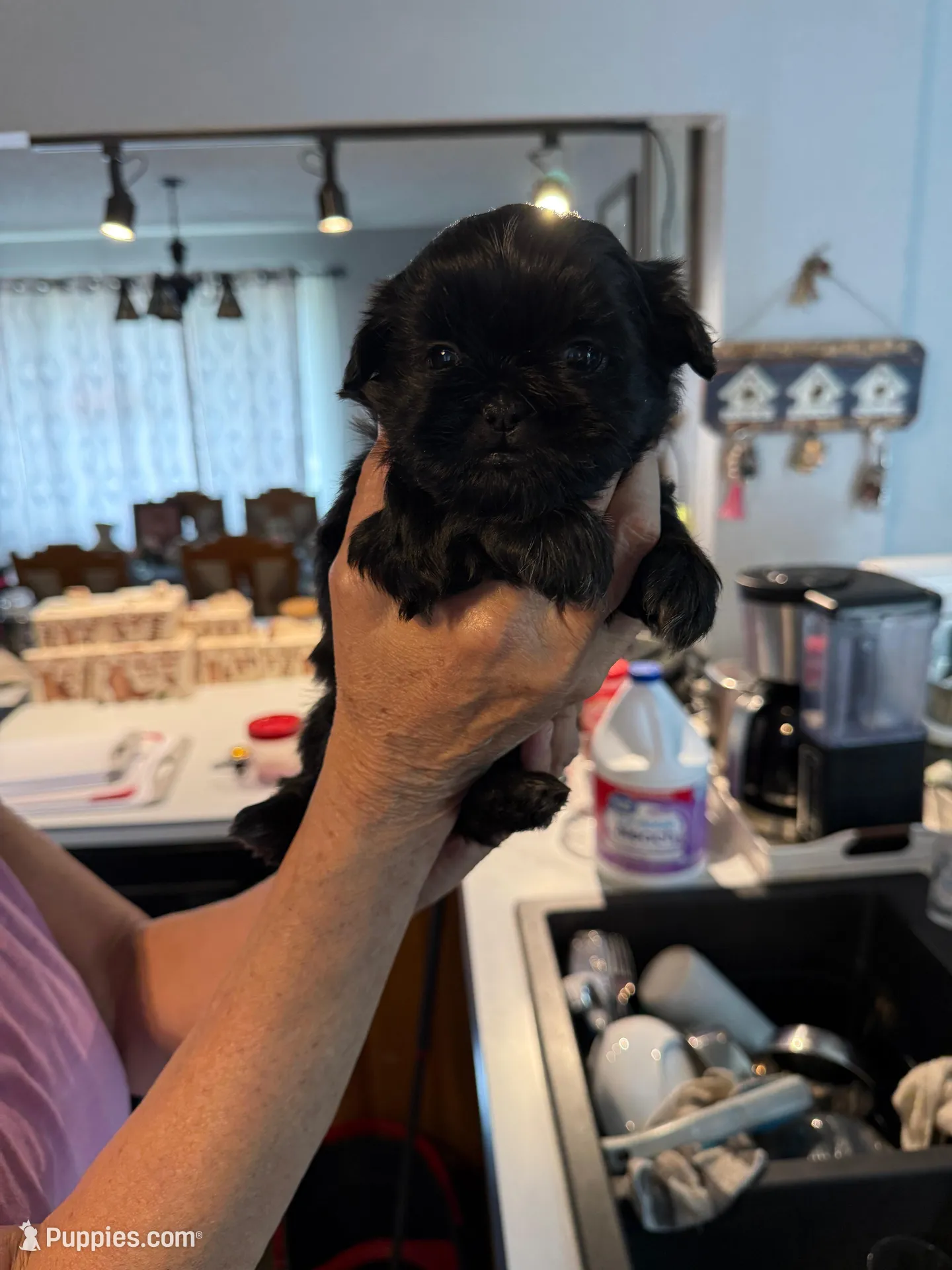 Rocky, a male Shih Tzu for sale in Thornton, CO – Photo 2 of 2