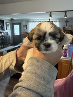 Blondie, a female Shih Tzu for sale in Thornton, CO – Photo 2 of 2