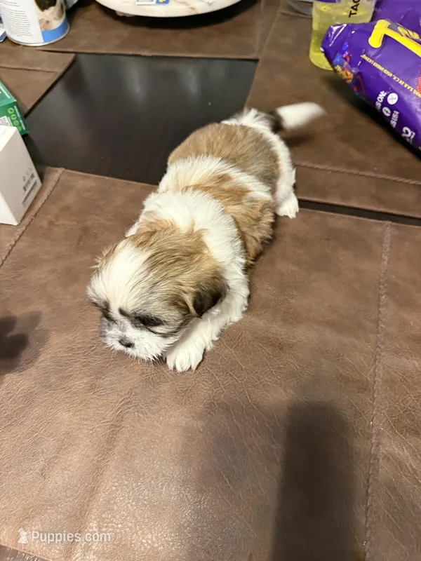 Blondie – Shih Tzu puppy for sale in Thornton, CO