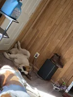 Magnus, a male Saint Bernard for sale in Eatonville, WA – 2 of 3