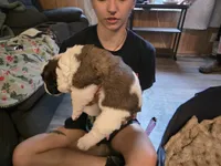 Arnica, a female Saint Bernard for sale in Eatonville, WA – 3 of 3