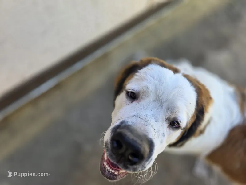 Ghostie – Saint Bernard puppy for sale in Eatonville, WA